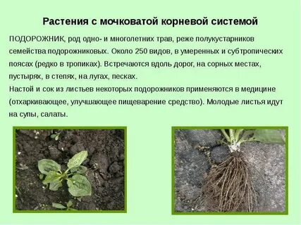 Мочковатой корневой системы у какого растения