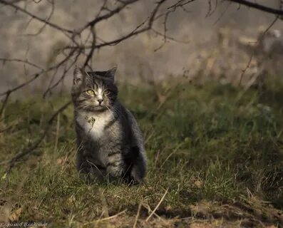 Кот аа