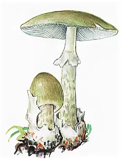 Поганка картинка для детей. Бледная поганка гриб нарисовать. Бледная поганка белая. Поганка картинка для детей. Поганка картинка для детей.