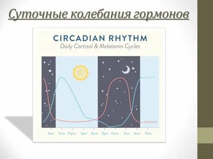 Ритм гормонов