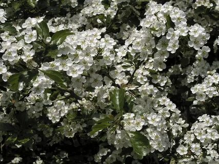 Белый кустарник