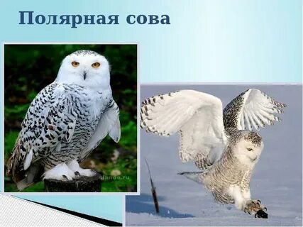 Полярная сова сообщение 4 класс окружающий