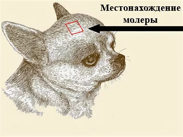 Песня в ее черепной коробке нету чихуахуа. Череп чихуахуа родничок. родничок у чихуахуа. родничок у собаки чихуахуа. открытый родничок у чихуахуа.