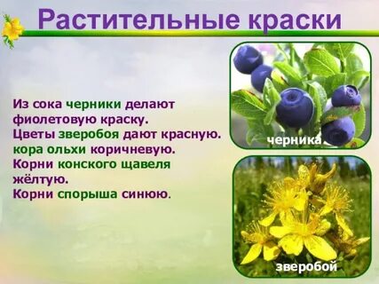 Презентация растения 10 класс