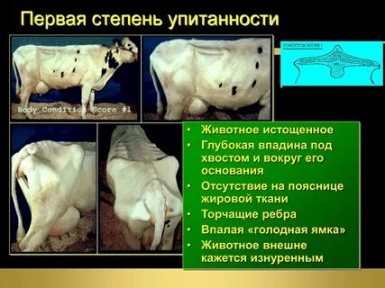 Корова определенные