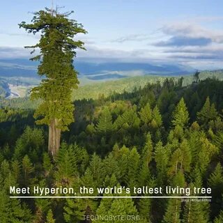 These are tall trees