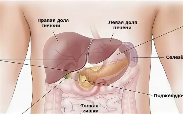 Селезёнка где находится. Селезенка расположение в организме. Где находится селезенка у человека. Расположение селезенки у человека. Как болит селезенка в левом боку