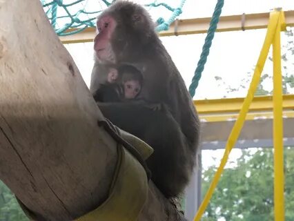 Зоопарк свет