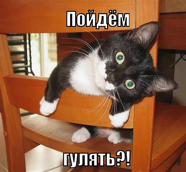 Ты вчера гуляла. Так понял так и запишем. Ты пойдешь гулять. Мем выходи гулять. Погулял с собакой и спать.