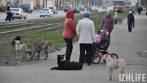 Собаки ижевск