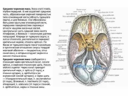 Строение черепных ямок