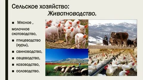 Овцеводство свиноводство