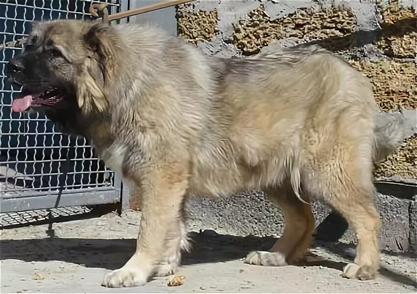 Ирландский волкодав щенки. Собаки породы ирландский волкодав. Терьер волкодав. Волкодав собака. Волкодав 73.