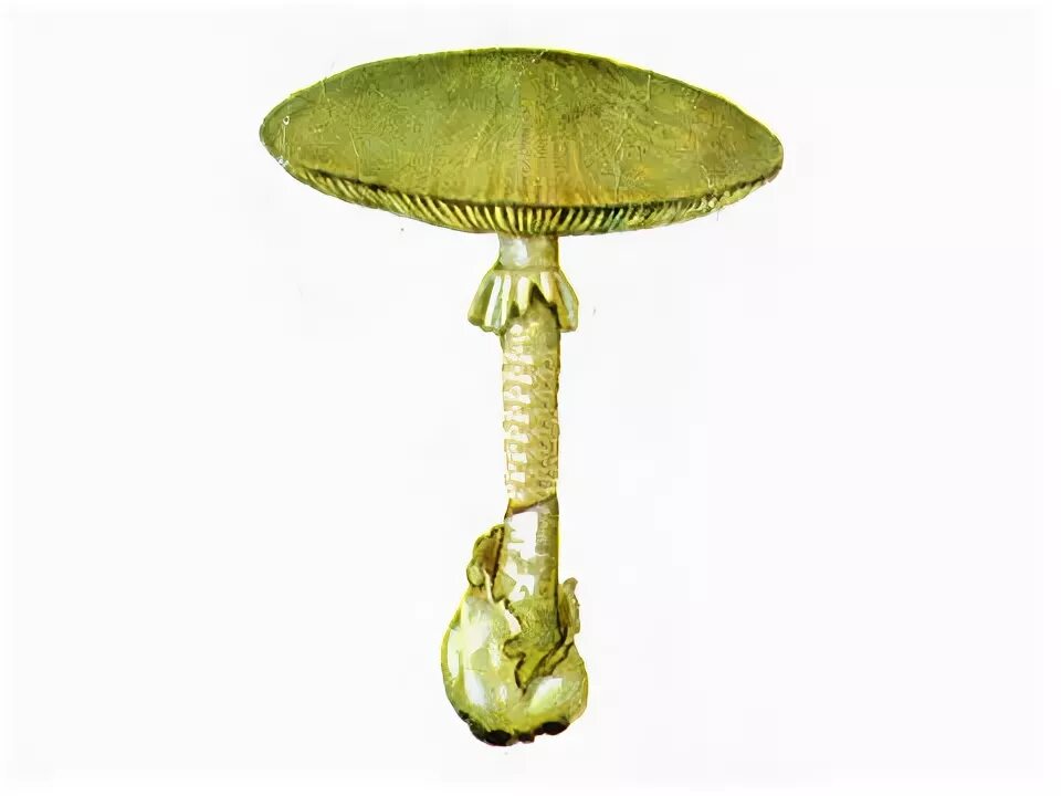 Бледная поганка гриб на белом фоне. Бледная поганка. Поганка картинка для детей. Бледная поганка гриб рисунок. Бледная поганка.