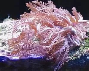 Индекс морское