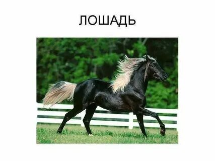 Описание лошади