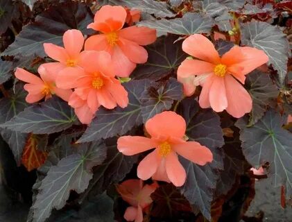 Begonia ameen beats