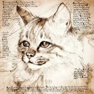 Search cat