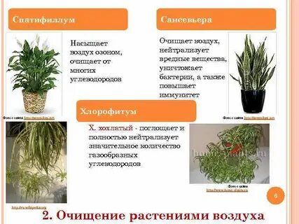 Листья очищают воздух