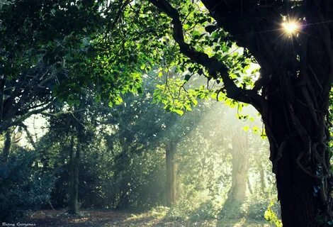 Poetry path