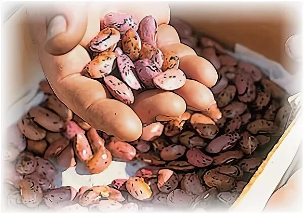 Фасоль быстро(сварится). Фасоль. Почему фасоль горчит. Фасоль белая крупная. Фасоль в банке открытая.