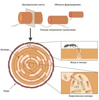 Фуражировка это