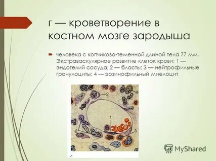 Костный мозг кроветворение