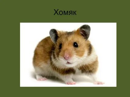 Хомяк какие буквы