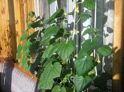 Огурцы для выращивания на балконе