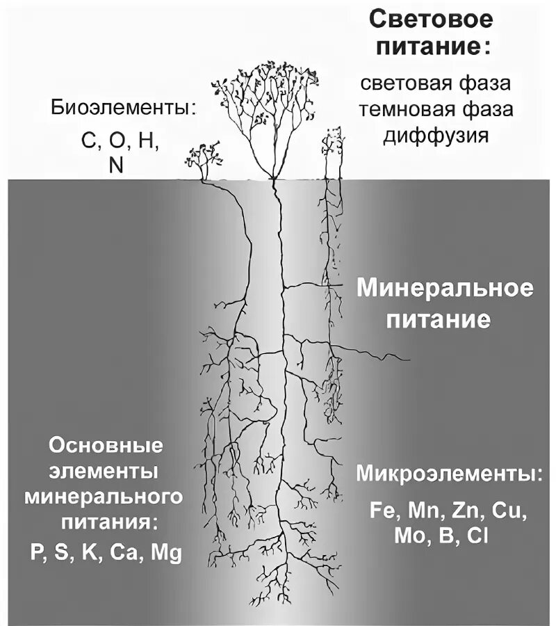 Тест по теме минеральное питание