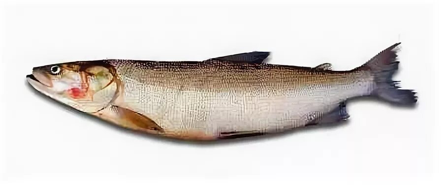 Белорыбица где водится и что за рыба
