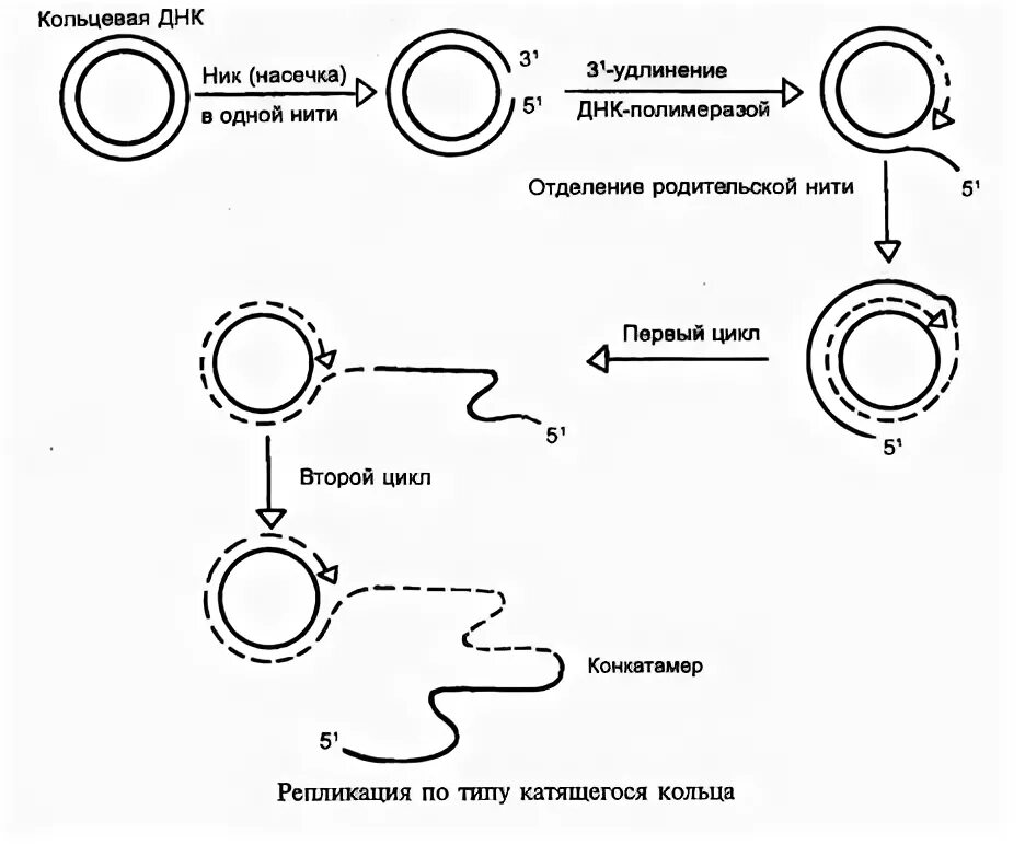 Кольцевая днк характерна для. Механизм репликации катящегося кольца. Репликация ДНК катящееся кольцо. Репликация плазмид катящееся кольцо. Репликация по типу катящегося кольца.