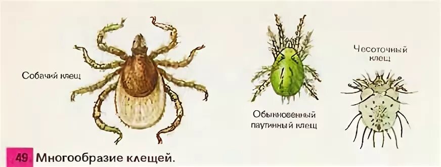 К классу паукообразных относится чесоточный клещ. К классу паукообразных относится чесоточный клещ