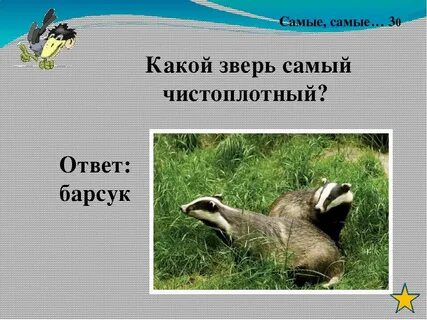 Барсук аккуратный и чистоплотный зверь определить
