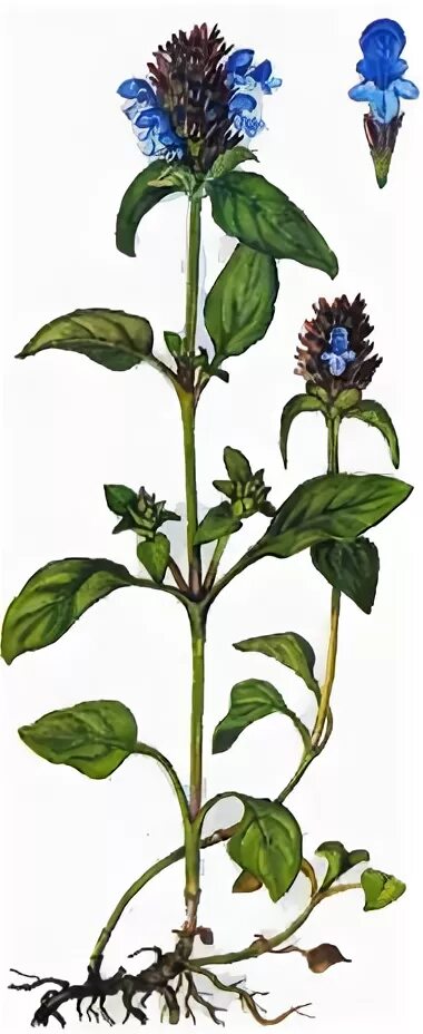 Черноголовка обыкновенная цветок строение. Черноголовка прунелла обыкновенная. Prunella vulgaris гербарий. Черноголовка прунелла обыкновенная. Черноголовка обыкновенная гербарий.