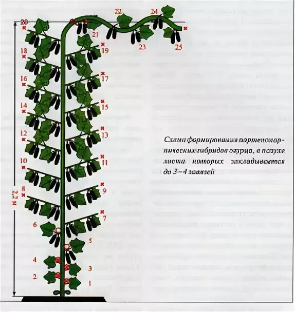 Схема формирования огурца кураж. Схема формирования партенокарпических огурцов. схема формирования огурцов в теплице схема. формирование пучковых огурцов в теплице схема.