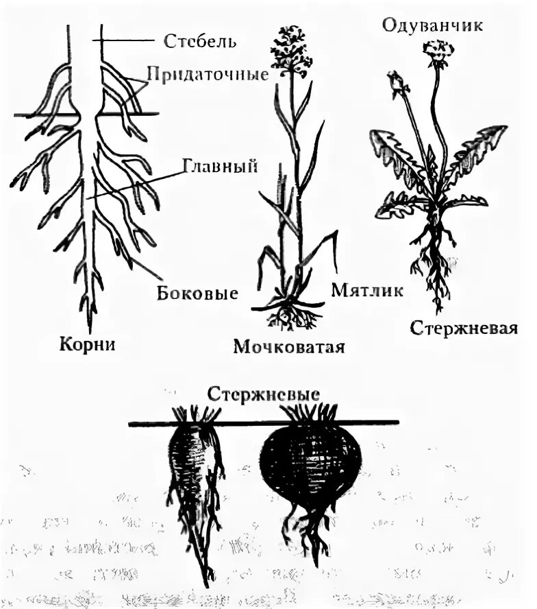 Корневая система цветковых растений. Строение корня боковые придаточные. Типы корневых систем схема. Схема корня растения. Корневая система растений схема.