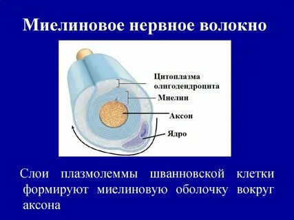 Миелиновое нервное