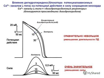 Сокращение миокарда