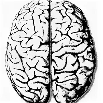 Brain 122. Мозг пополам на творчество и рацио.