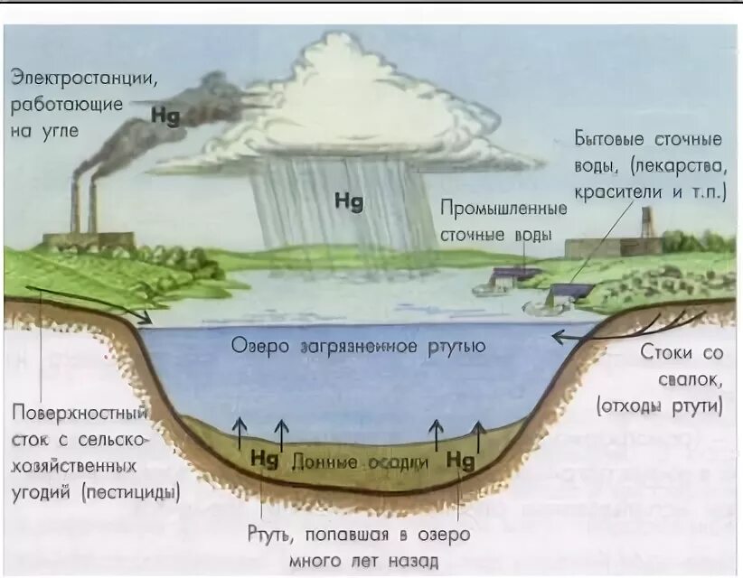 Ртуть схема. Круговорот тяжелых металлов. Круговорот тяжелых металлов в биосфере. Круговорот тяжелых металлов в природе. Биогеохимический цикл ртути.