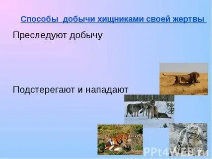 Способ добычи животных