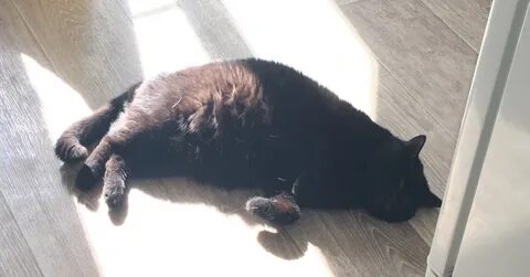 Кошка без сил