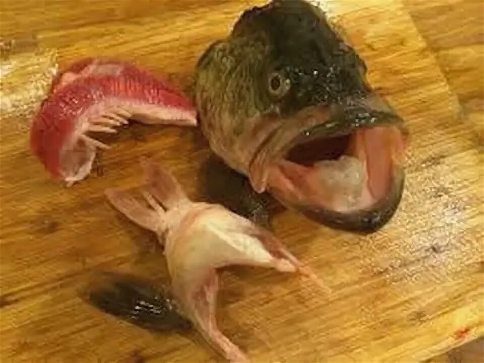 goldfish being operated on to remove brain tumor Pet goldfish, Goldfish, Love yo