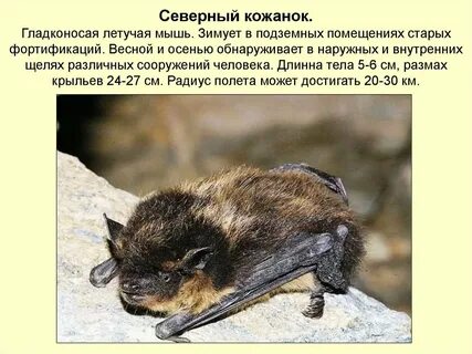 Кожан белоруссия