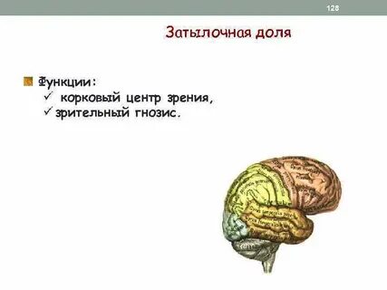 Затылочный мозг функции