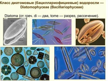 Виды диатомовых водорослей