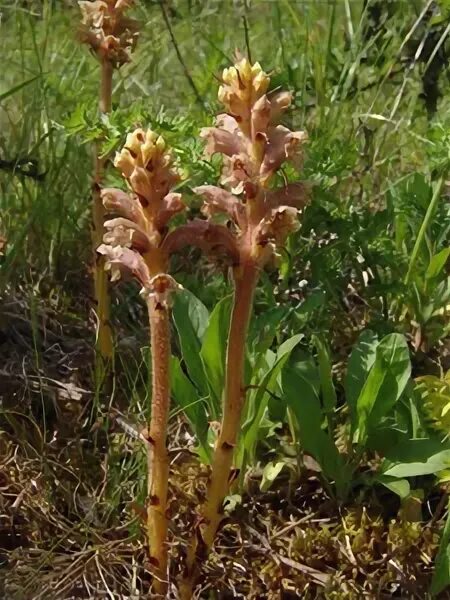 Заразиха люцерновая. Заразиха (orobanche. Заразиха кумская. Трава заразиха подсолнечная. Заразиха это животное относящееся к неподвижным губкам.