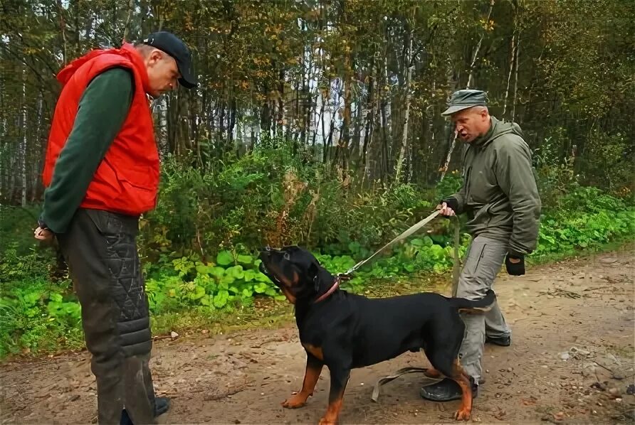 Собачья площадка, кудрово. Дрессировочный центр для собак. Аппортировка окд. Школа для собак в петергофе. Окд зкс немецкой овчарки.