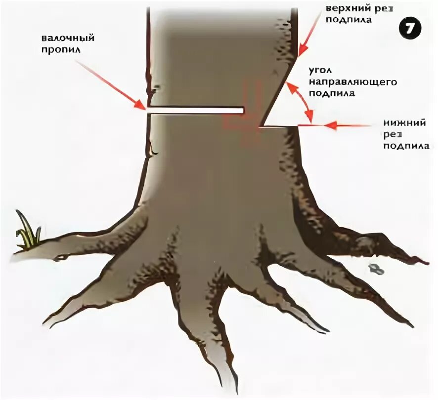 Направить в нужном направлении. Валка деревьев в нужном направлении. Недопил дерева. Подпил дерева при валке. Схема спиливания дерева.